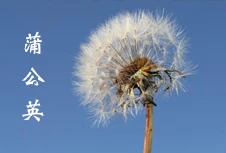 蒲公英