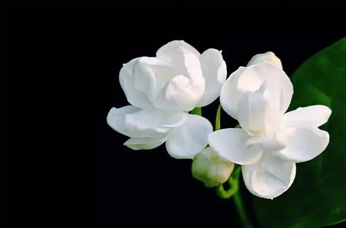 茉莉花，因为习性的不同，养护的时候，需要注意一些“雷区”