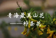柠条花