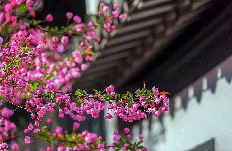 海棠的功效与作用