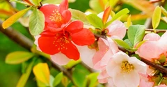 白掌 别名：苞叶芋、一帆风顺、和平芋、百合意图、白鹤芋
