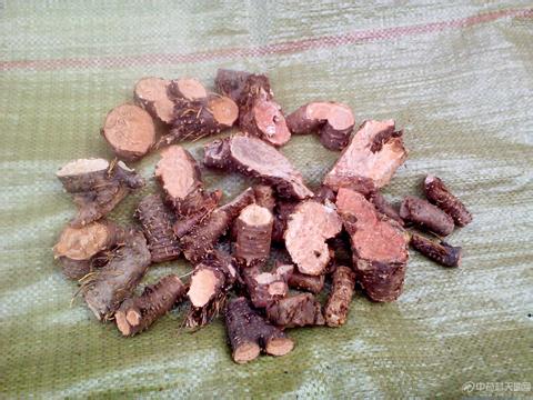 红景天根茎2