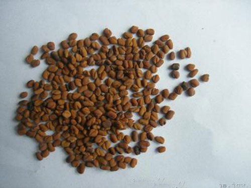 胡芦巴-功效、应用与现代研究详细介绍