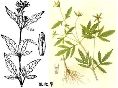 狼把草-补气清热的中药草