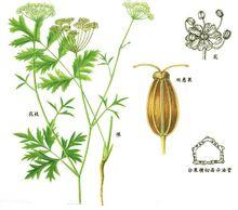 伞形科植物缺刻叶茴芹的带根全草