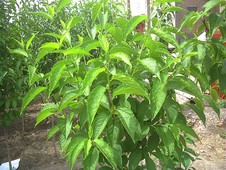 杜仲-补肝肾强筋骨的天然药材