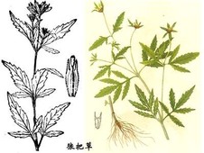 狼把草-补气清热的中药草