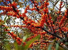 沙棘-多功能中药材及其现代应用